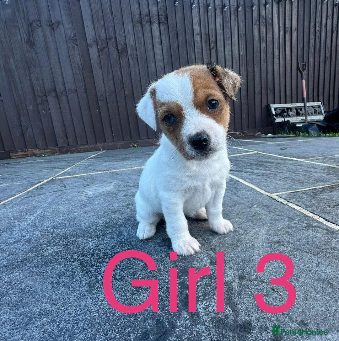 Mixed Breed dogs for sale: Jack Russell Puppies 🐶  - Image 4