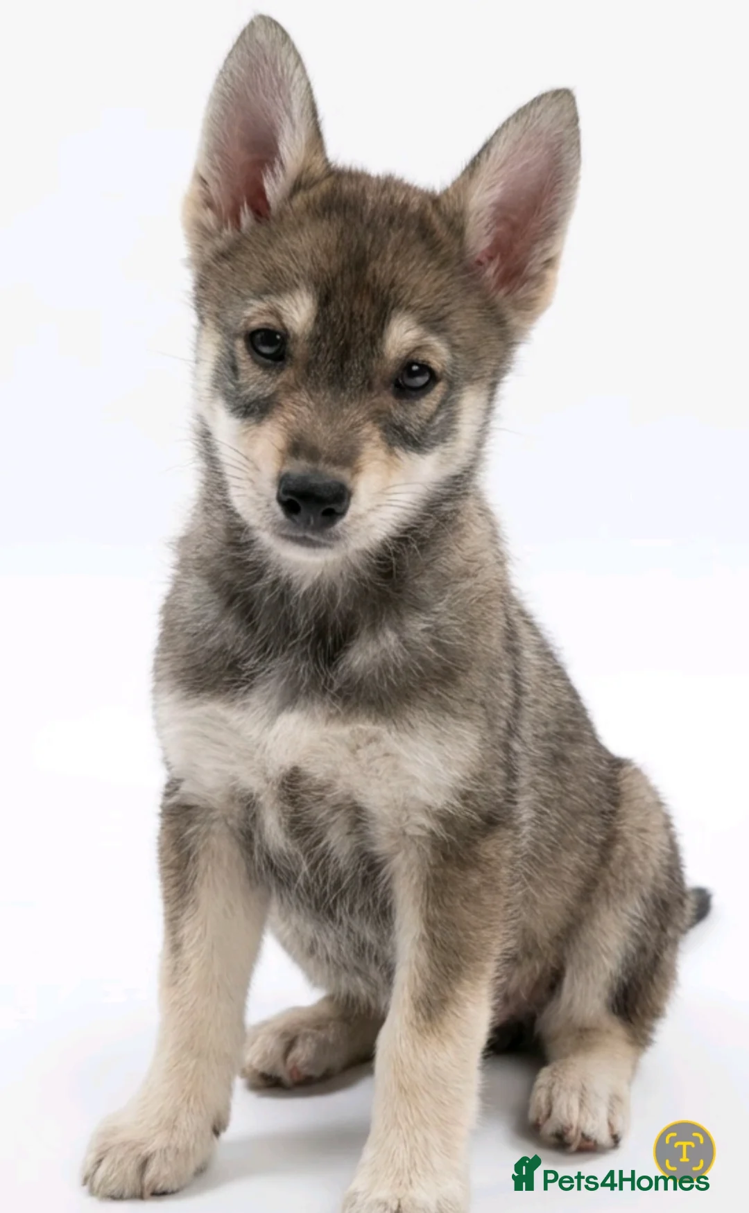 Siberian Husky dogs for sale: Siberian male Husky puppy  - Advert 2