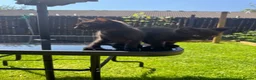 Mixed Breed cats for sale: Fluffy kittens ready for their new homes - Advert 5