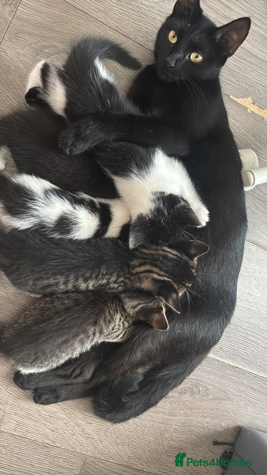 Mixed Breed cats for sale: Beautiful kittens for sale  - Image 4