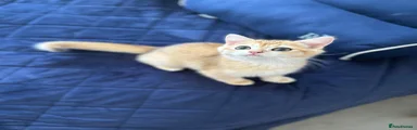 British Shorthair 2