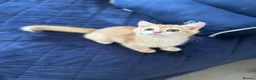 British Shorthair cats for sale: READY NOW! Pedigree kittens  - Advert 27