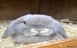 Mini Lop rabbits for sale: Stunning pure mini lop baby rabbits  - Image 18
