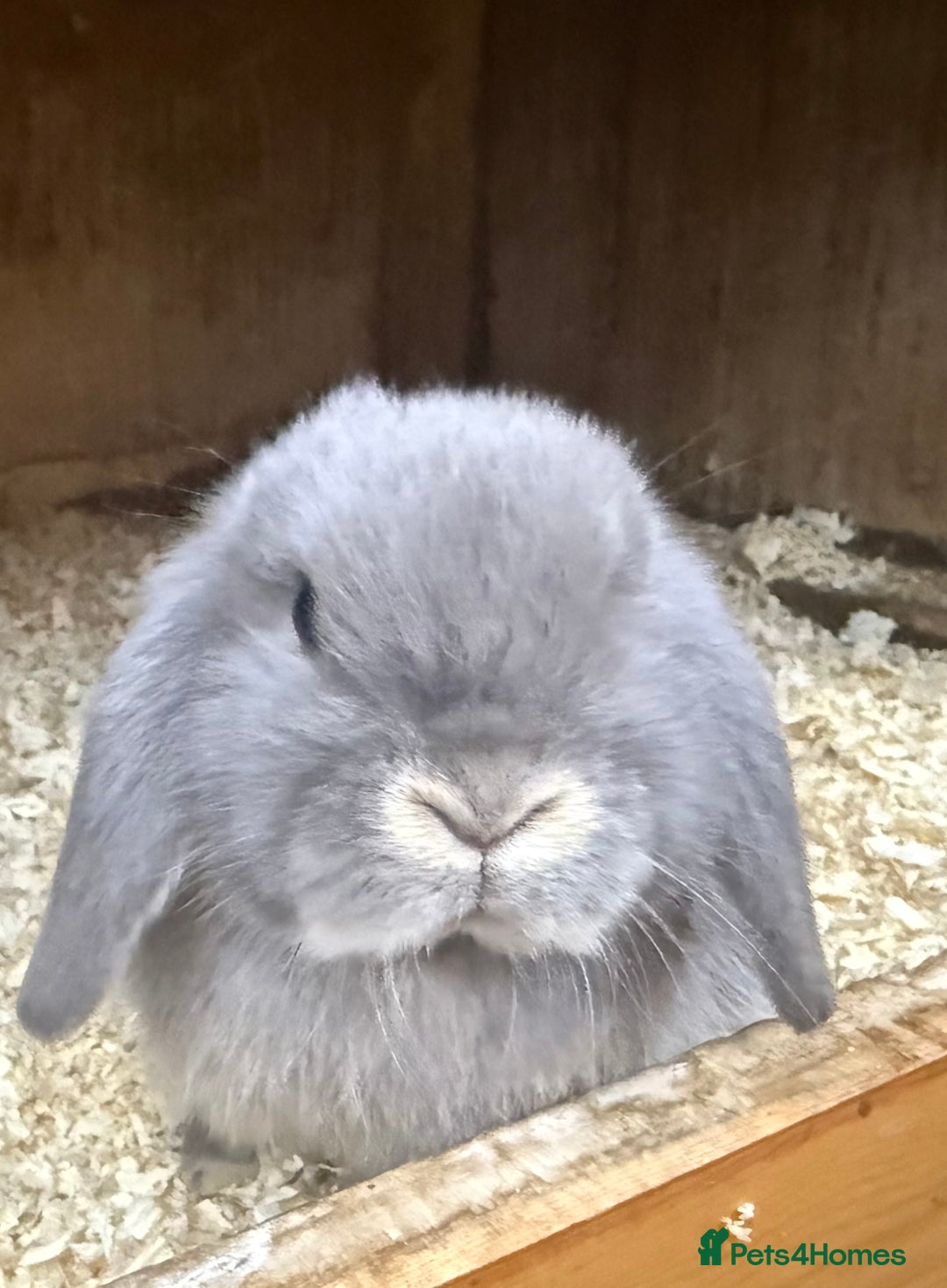 Mini Lop rabbits for sale: Stunning pure mini lop baby rabbits  - Image 18