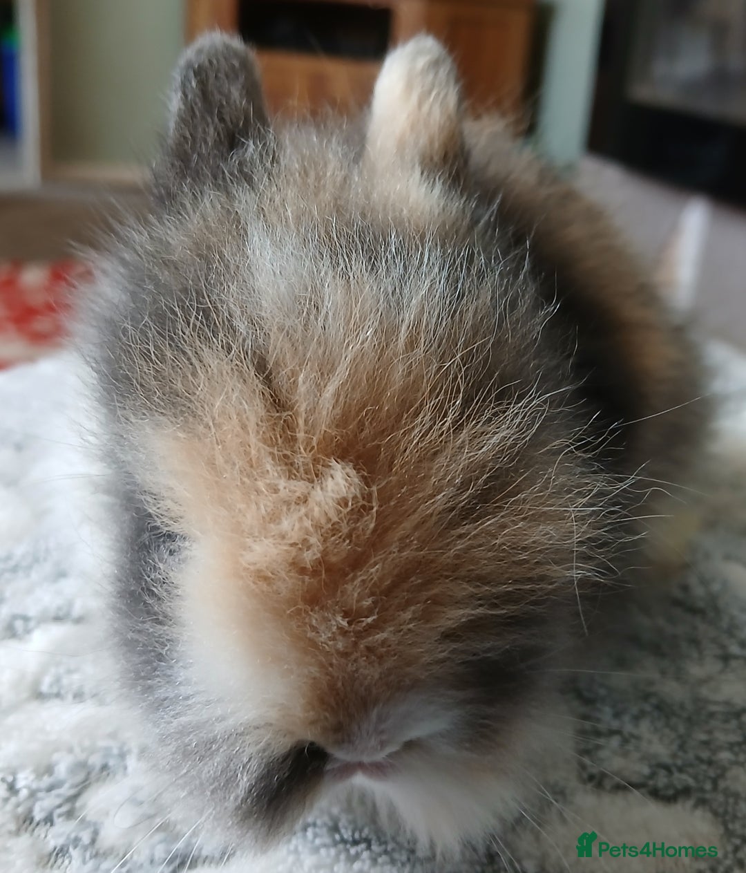 Lionhead rabbits for sale: Stunning DM Lionhead baby rabbits  - Image 7