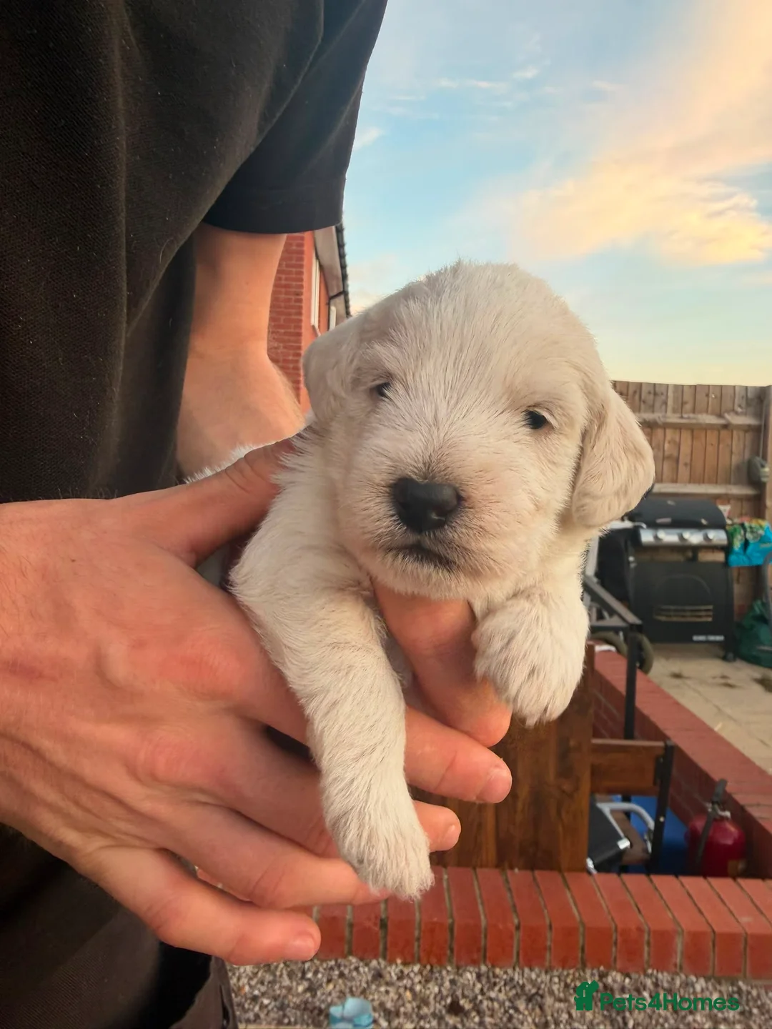 Mixed Breed dogs for sale: Cockapoo x Jackapoo MALE LEFT - Advert 1