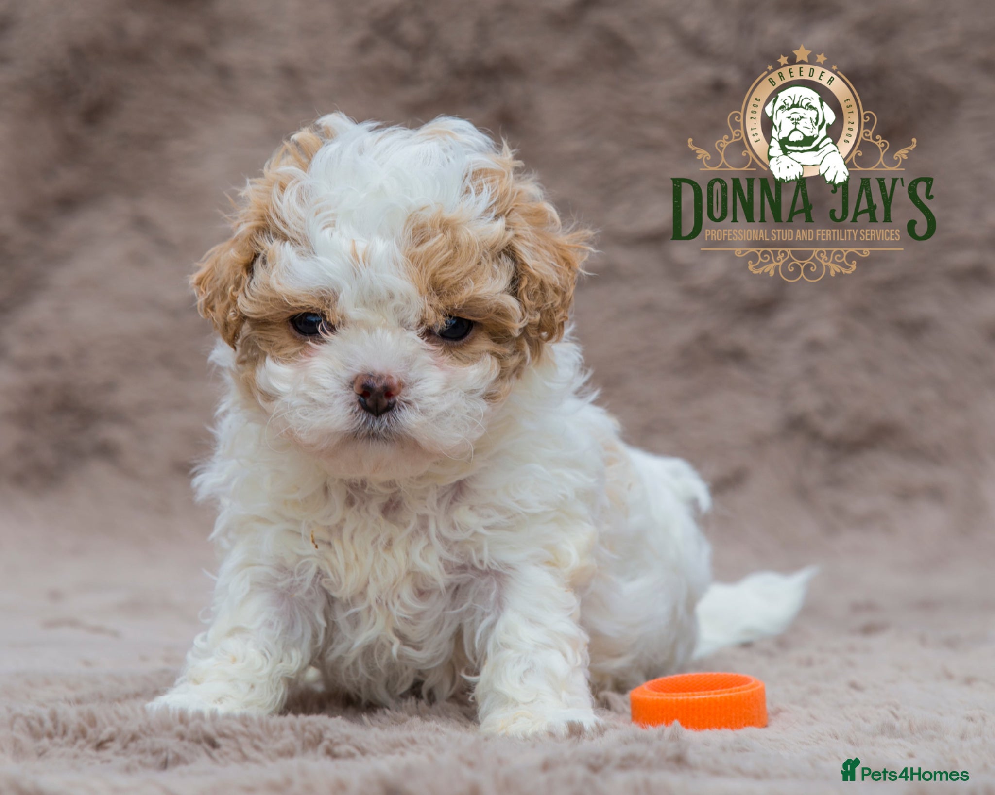 Shihpoo dogs DonnaJays something truly special 🌟🌟🌟🌟🌟 - Advert 2
