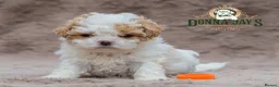 Shihpoo dogs for sale: DonnaJays something truly special 🌟🌟🌟🌟🌟 - Advert 2