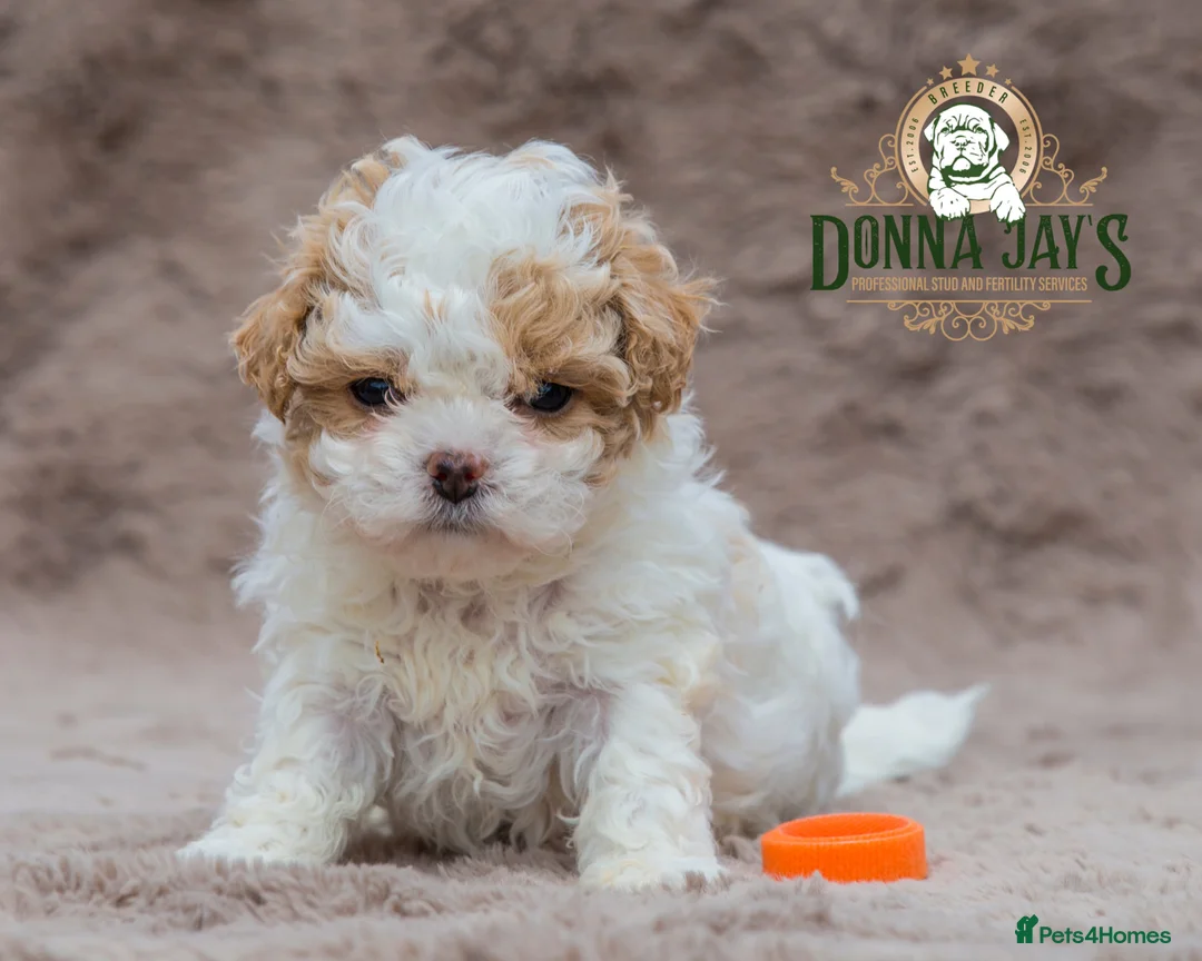 Shihpoo dogs for sale: DonnaJays something truly special 🌟🌟🌟🌟🌟 - Advert 2