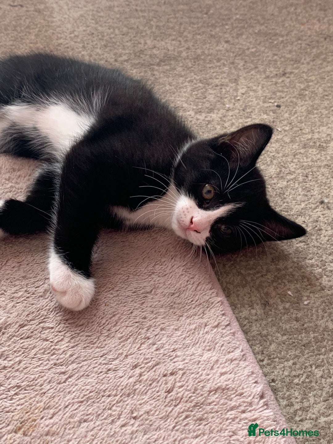 Mixed Breed cats for sale: kittens ready for rehoming   in Northwood - Image 9