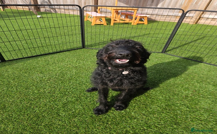 Labradoodle dogs - Advert 1