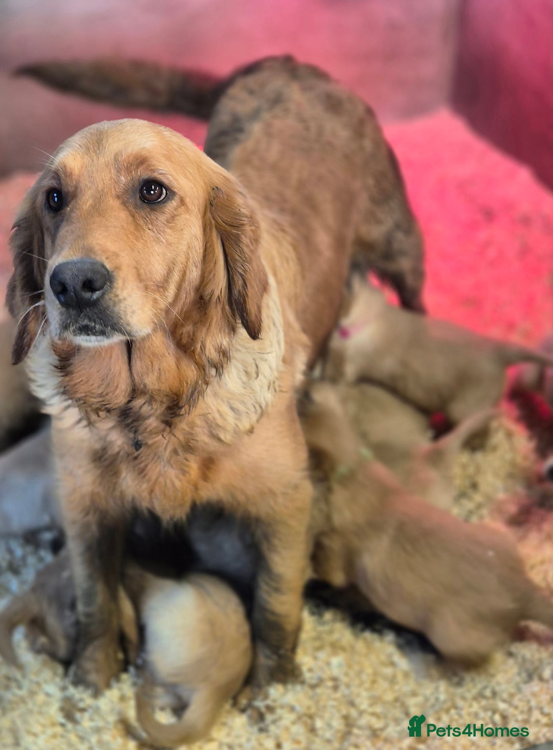 Golden Retriever dogs for sale: KC GOLDEN RETRIEVER PUPPIES HEALTH SCORED PARENTS  - Advert 2