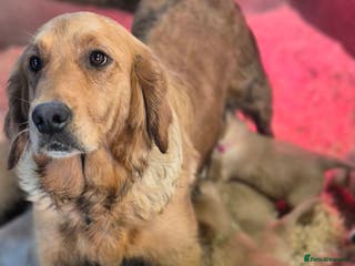 Golden Retriever dogs KC GOLDEN RETRIEVER PUPPIES HEALTH SCORED PARENTS - Advert 5