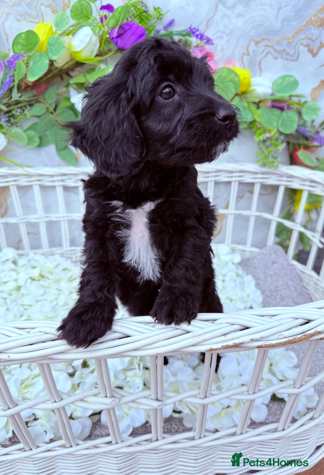 Cockapoo dogs for sale: F1b Cockapoo puppies in Strathaven - Image 4