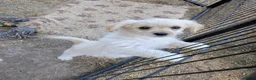 Mixed Breed dogs for sale: 2 blonde girls. Poodle x Biewer Terrier Puppies  - Advert 19
