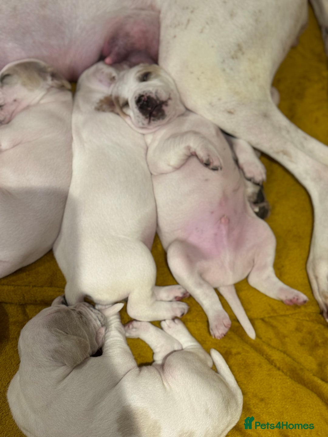 Pointer dogs for sale: Beautiful litter of Top Quality Pointer Puppies - Advert 9
