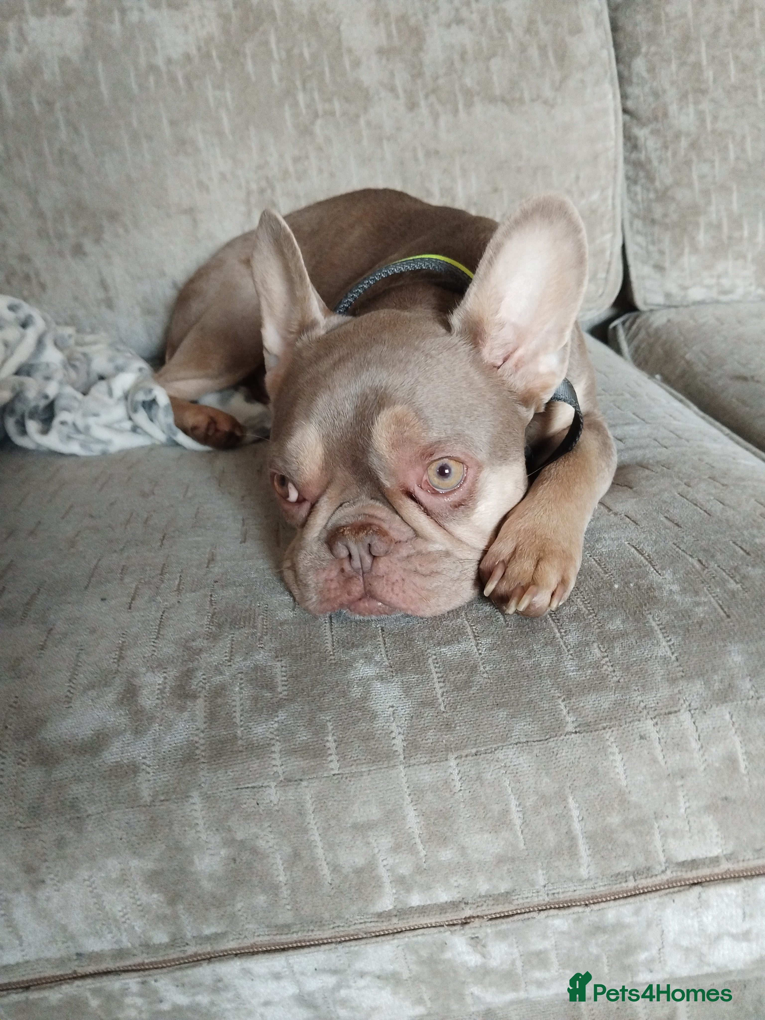 Mixed Breed dogs French Bull Weiners  - Advert 15