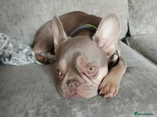 Mixed Breed dogs French Bull Weiners - Advert 8