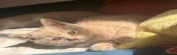 British Shorthair cats for sale: Muffin - Male Solid cream British Shorthair - Advert 9
