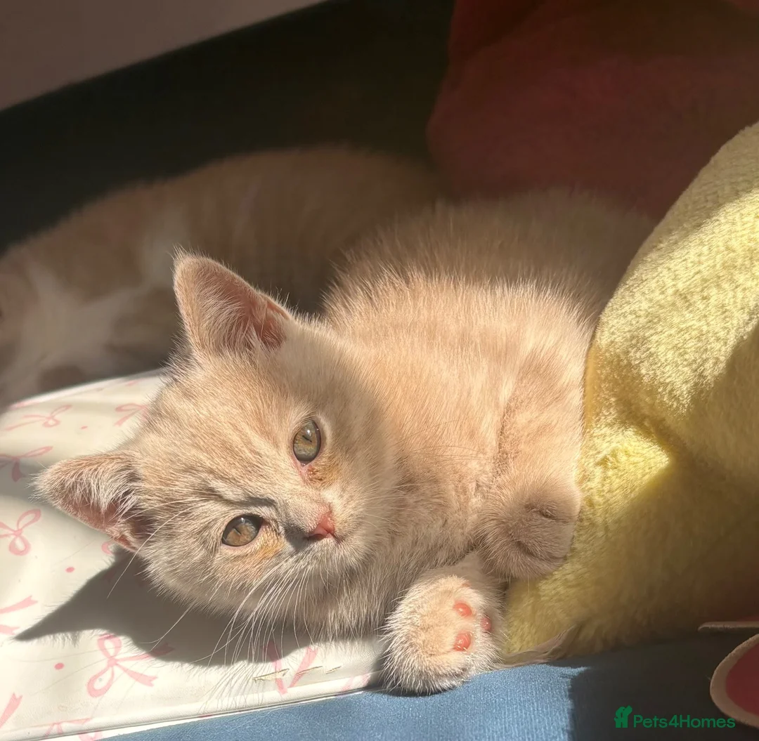 British Shorthair cats for sale: Muffin - Male Solid cream British Shorthair - Advert 9