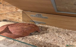 Corn Snake reptiles for sale: Adult female corn snake  - Image 4