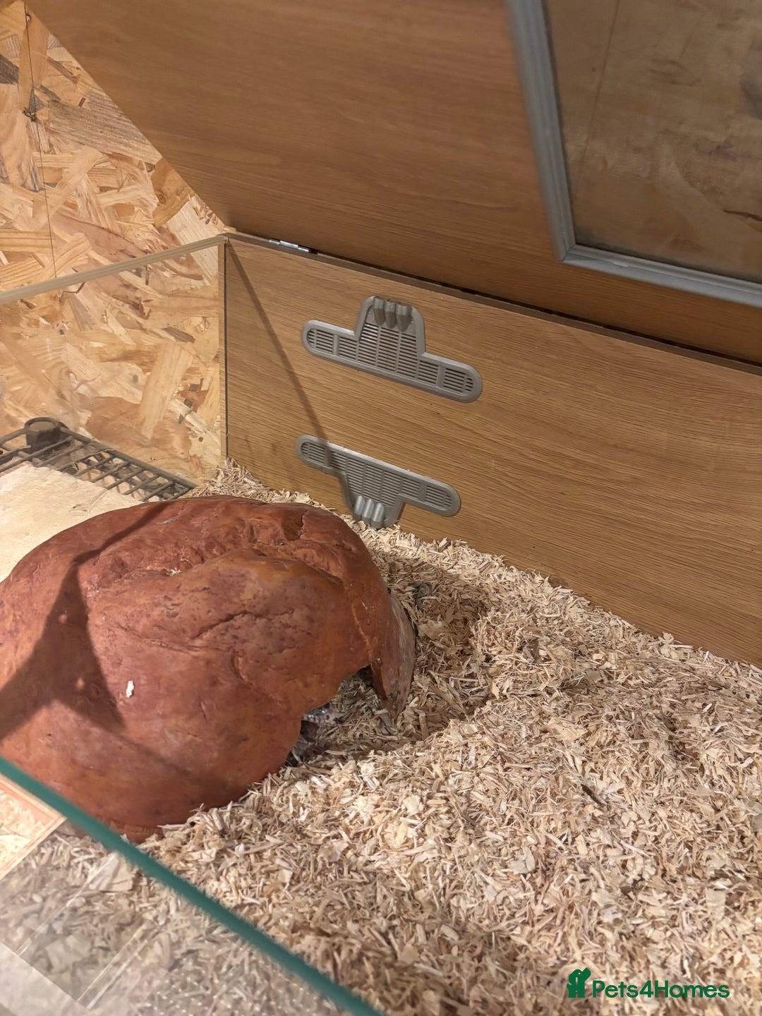 Corn Snake reptiles for sale: Adult female corn snake  - Image 4