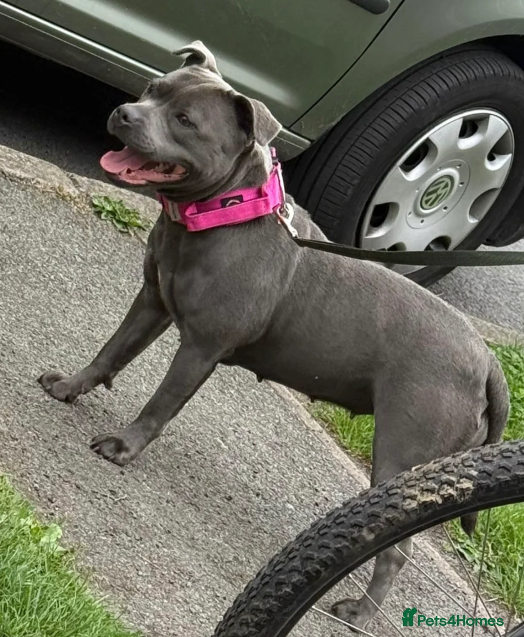 Staffordshire Bull Terrier dogs for sale: Staffordshire bull terrier puppies  - Advert 1