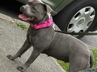 Staffordshire Bull Terrier dogs Staffordshire bull terrier puppies - Advert 5