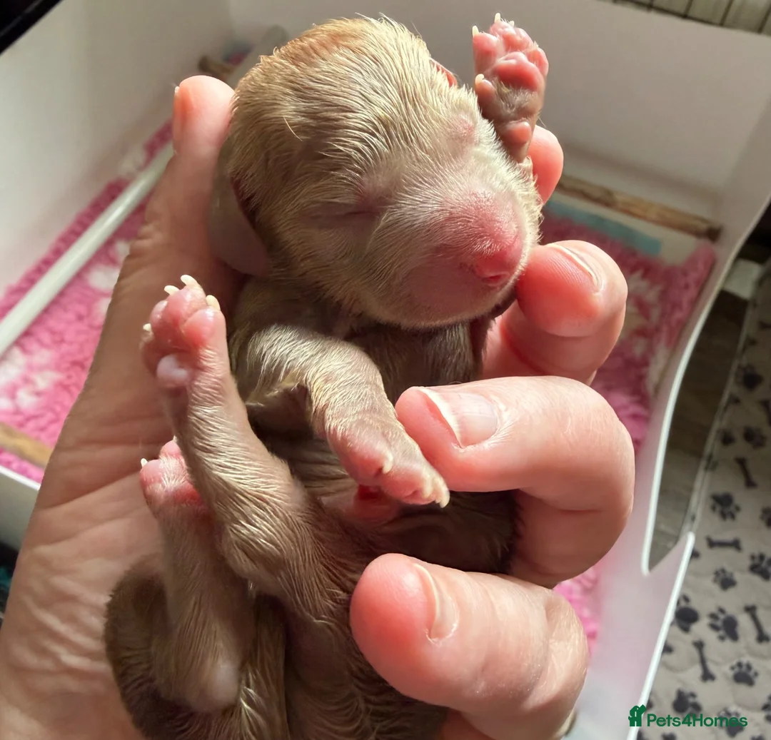 Miniature Dachshund dogs for sale: Beautiful Miniature Dachshund Puppies - Advert 7