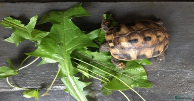Hermann Tortoise reptiles - Advert 2