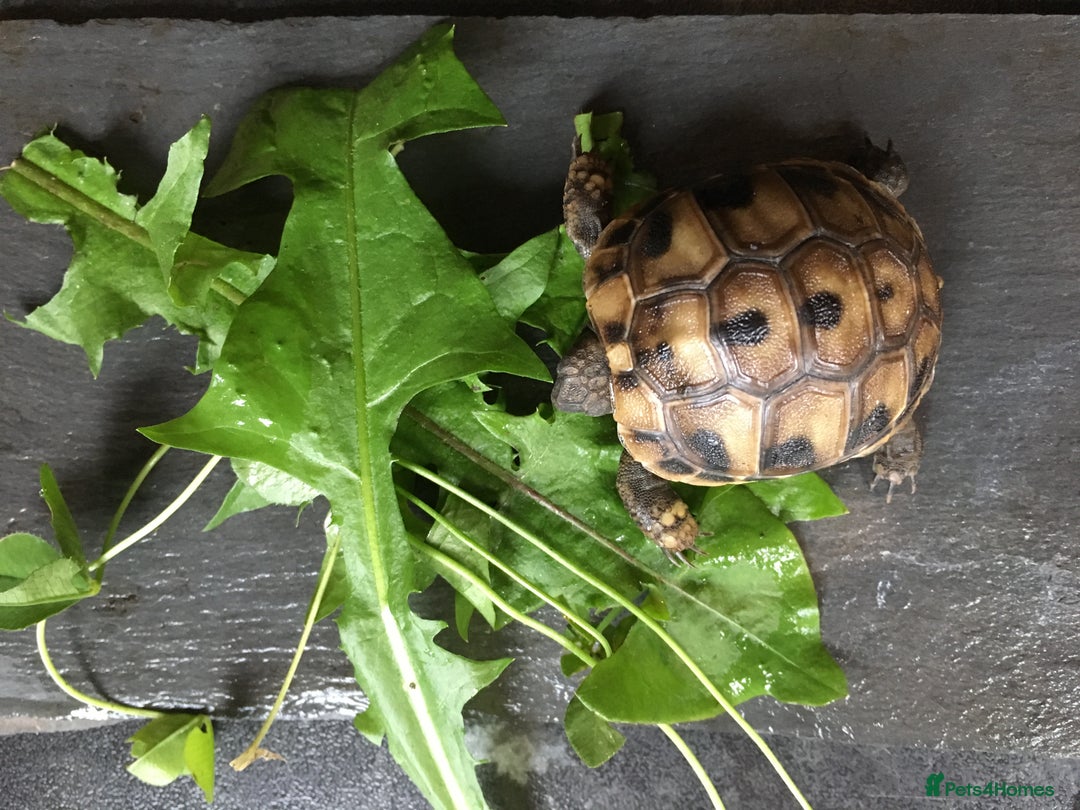 Hermann Tortoise reptiles for sale: Baby Herman’s Tortoise  - Image 3