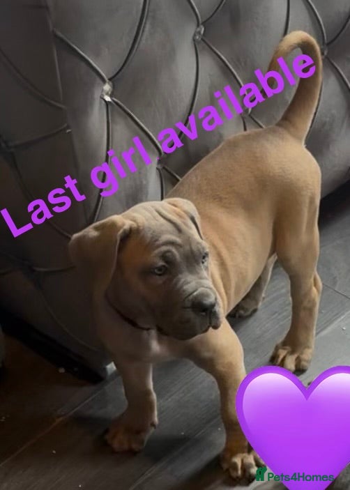 Cane Corso dogs Cane corso puppies ICCF reg 1 females left 🥰 - Advert 10