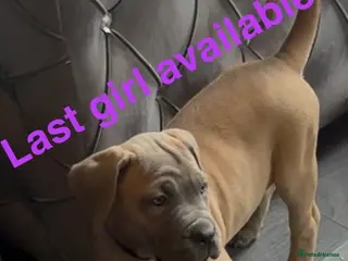 Cane Corso dogs Cane corso puppies ICCF reg 1 females left 🥰 - Advert 10