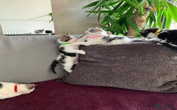 British Shorthair cats for sale: Gorgeous Kittens  - Image 16