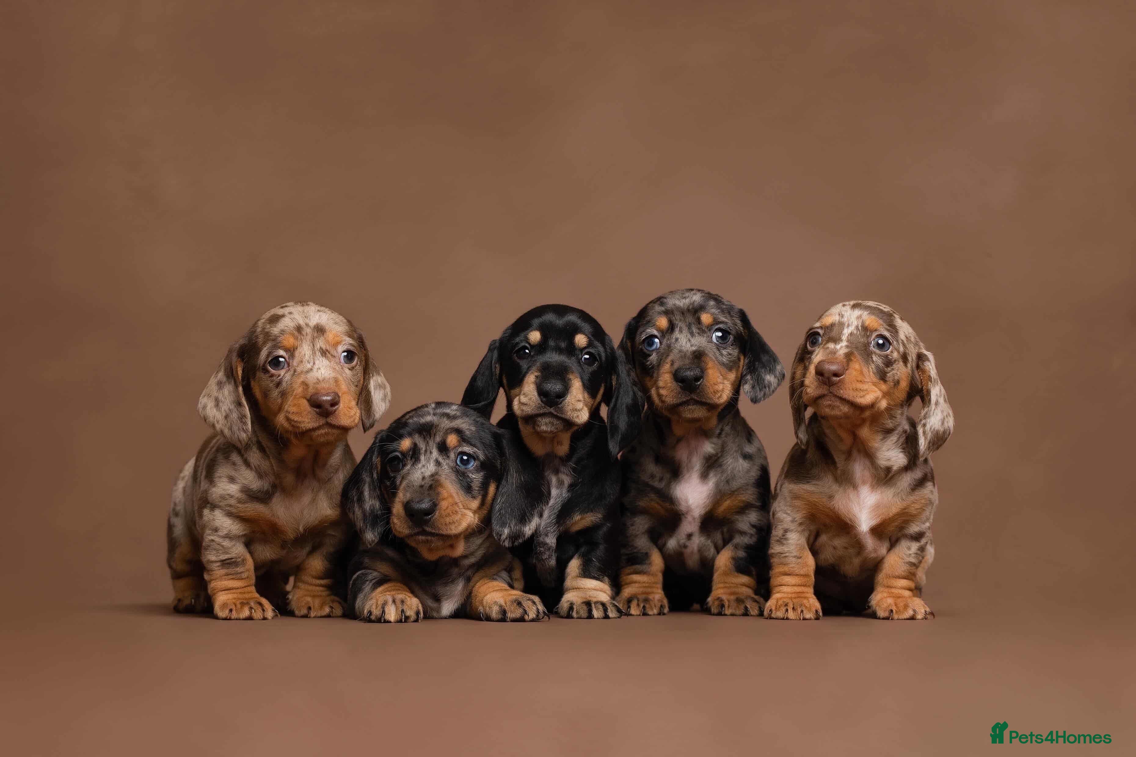 Miniature Dachshund dogs KC Miniature Dacshund Puppies For Sale - Licensed  - Advert 1