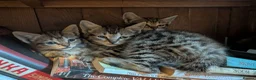Mixed Breed cats for sale: Gorgeous Kittens Ready for their new homes now.  - Advert 8