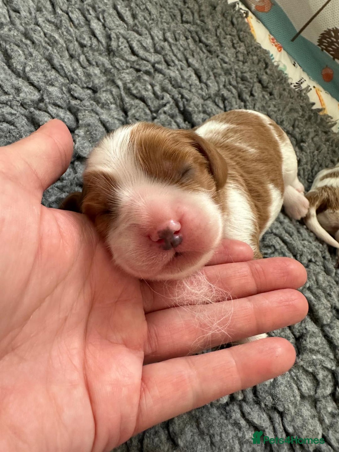 Cavalier King Charles Spaniel dogs for sale: Fully Health Tested Male CKCS Puppies - Image 26