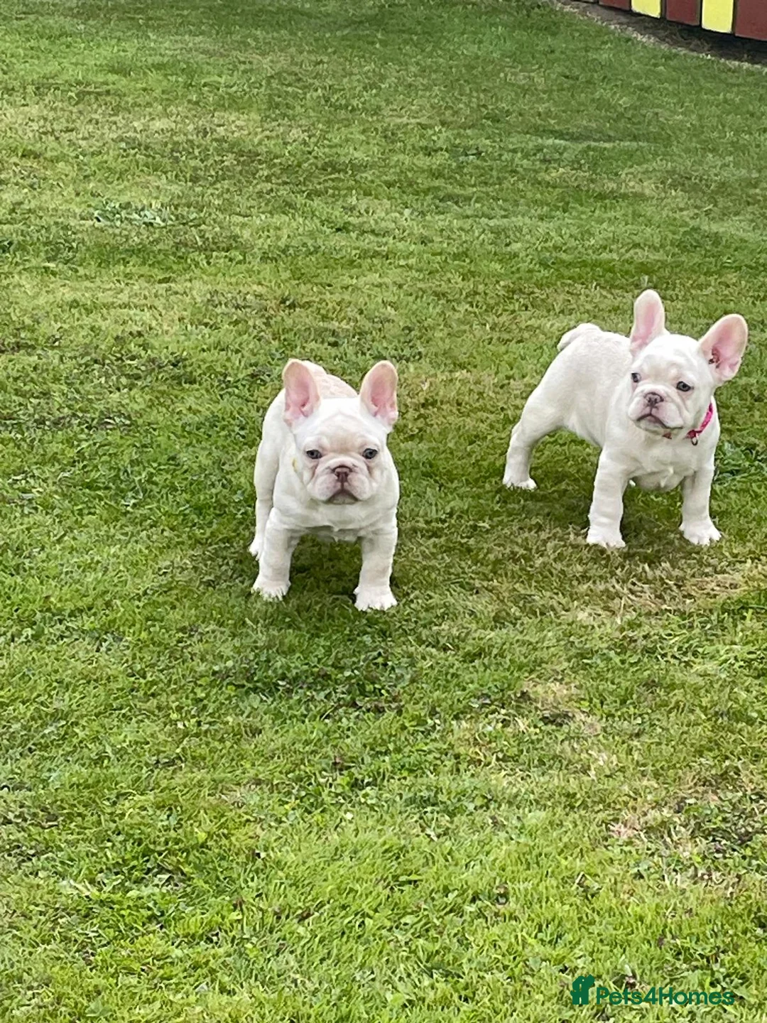 French Bulldog dogs for stud: Lilac and tan carrying cream, testable & fluffy in Motherwell - Advert 22