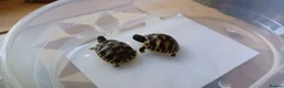 Hermann Tortoise reptiles for sale: Beautiful baby hermanns tortoises ready now  - Advert 4