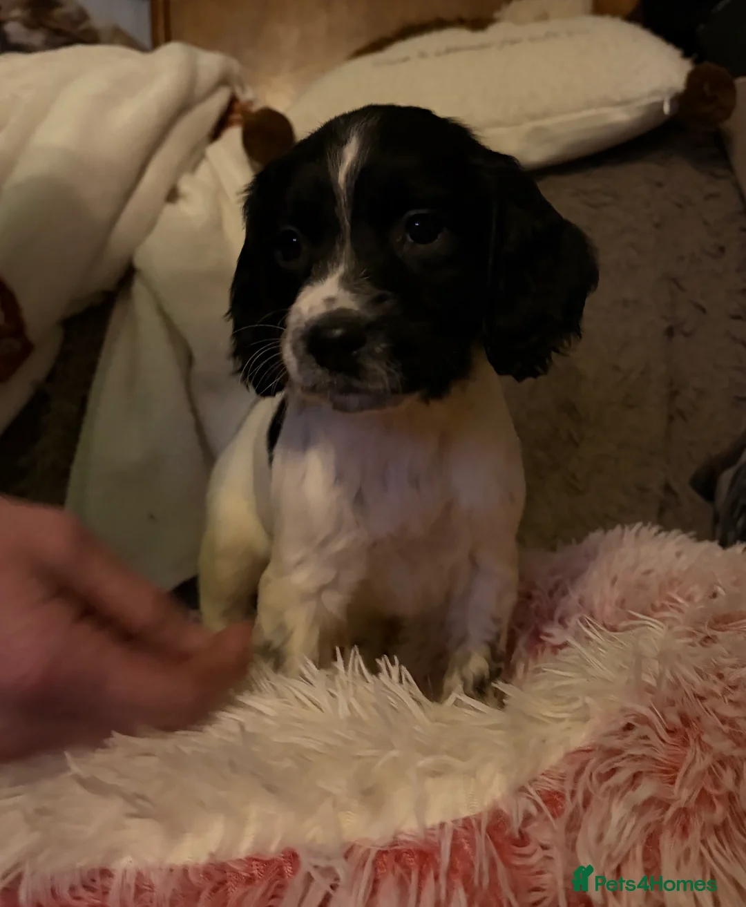 English Springer Spaniel dogs for sale: Springer Spaniel Puppies  in Redruth - Advert 4