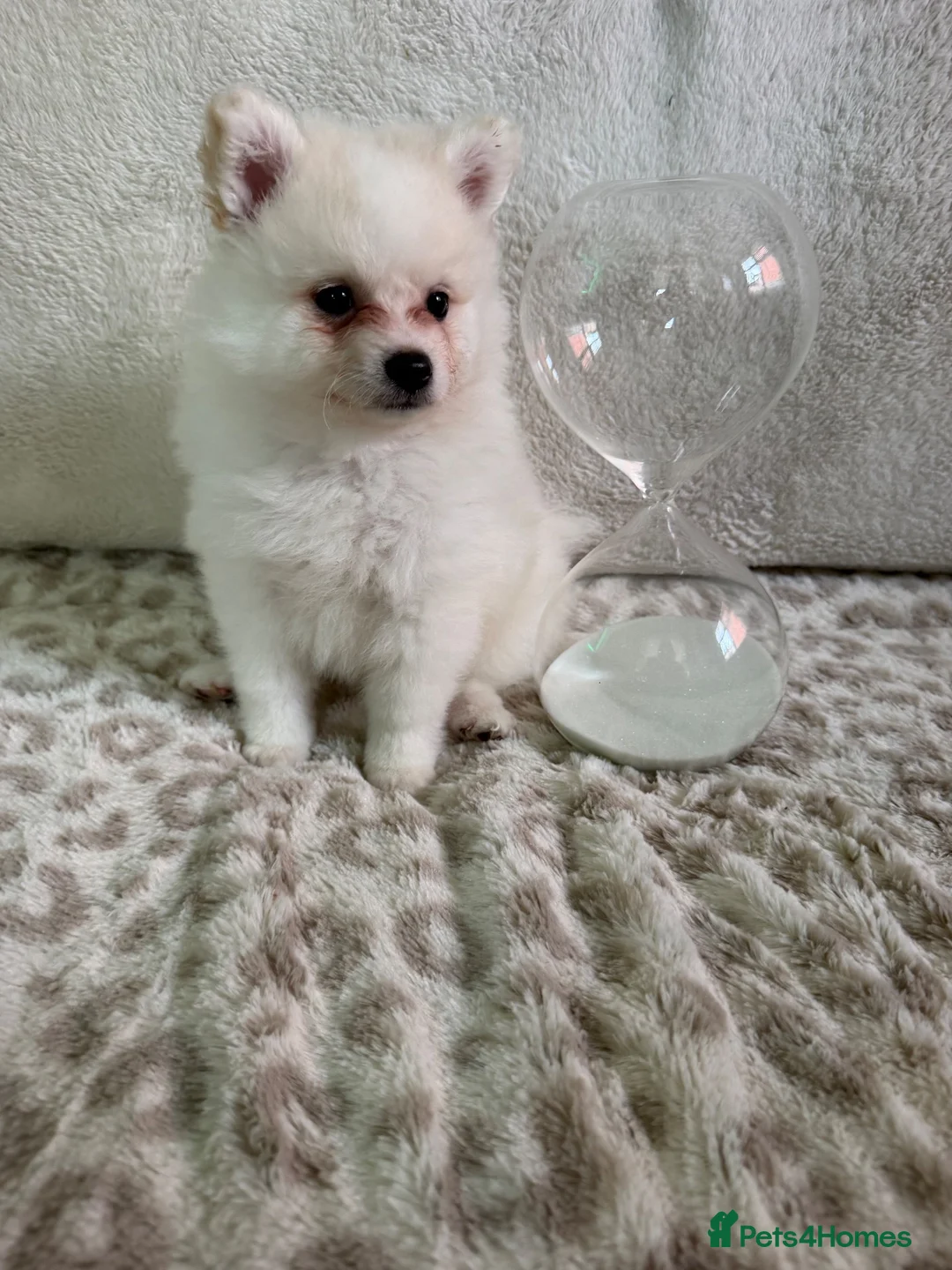 Pomeranian dogs for sale: Pomeranian puppies in London - Advert 12