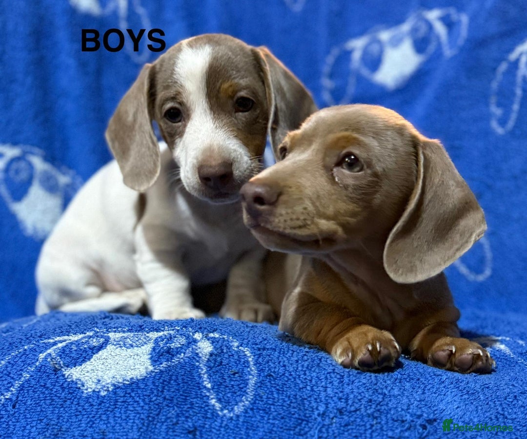 Dachshund dogs for sale: Dachshunds  - Image 6