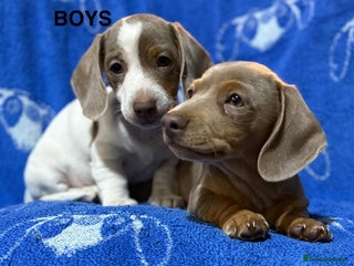 Dachshund dogs - Advert 33