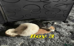 Mixed Breed dogs for sale: Yorkie cross tibetan spaniel  - Image 3