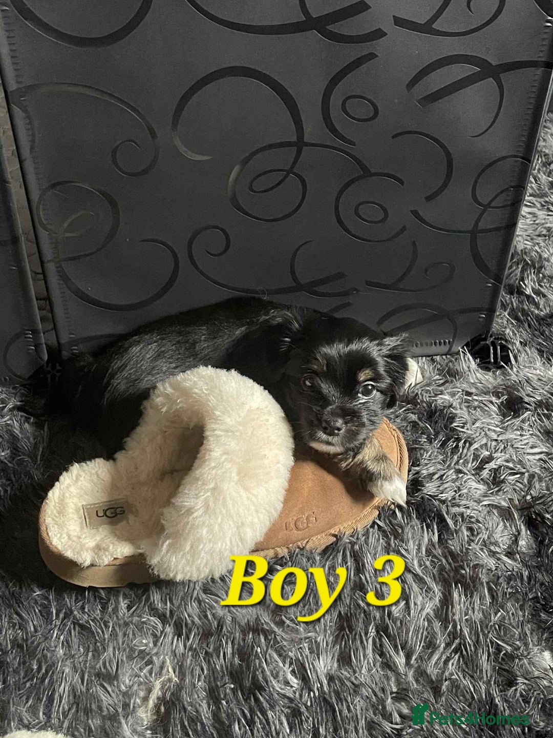 Mixed Breed dogs for sale: Yorkie cross tibetan spaniel  - Image 3