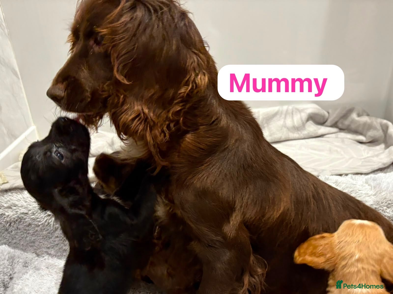 Cockapoo dogs Cockapoo ready to leave - Advert 1