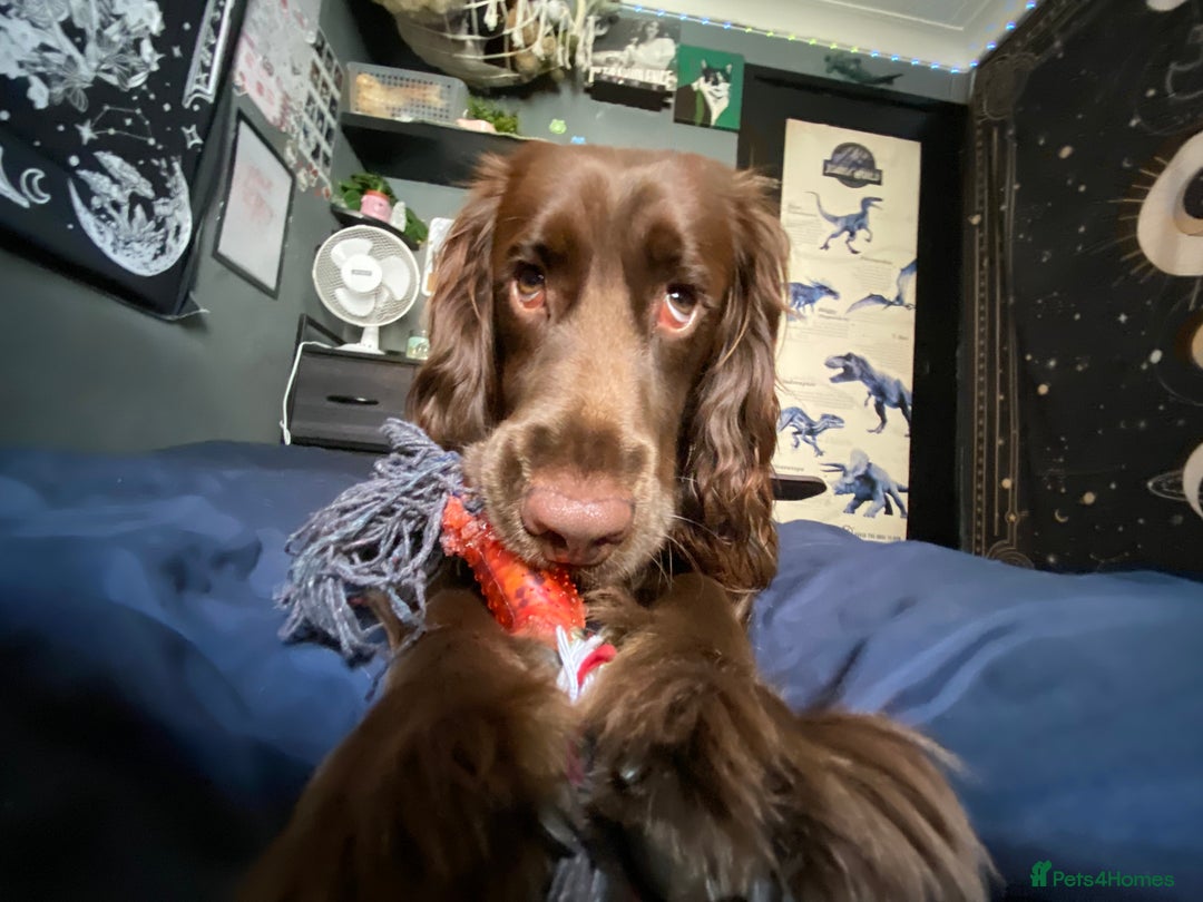 Cocker Spaniel dogs for sale: Cocker spaniel for unfortunate rehome🐶 - Image 3
