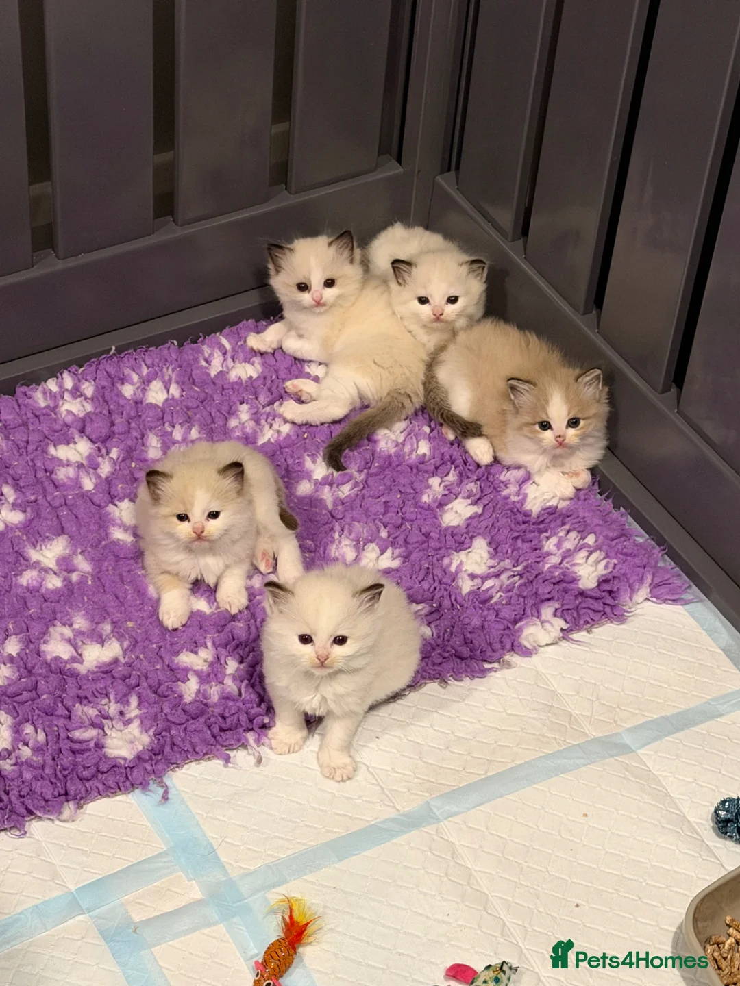 Ragdoll cats for sale: Beautiful TICA Registered Ragdoll Kittens 😻 - Advert 1