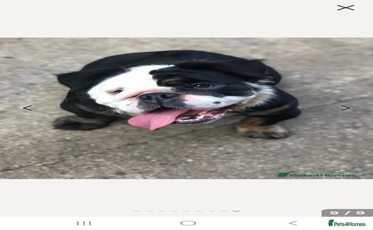 English Bulldog dogs - Advert 9