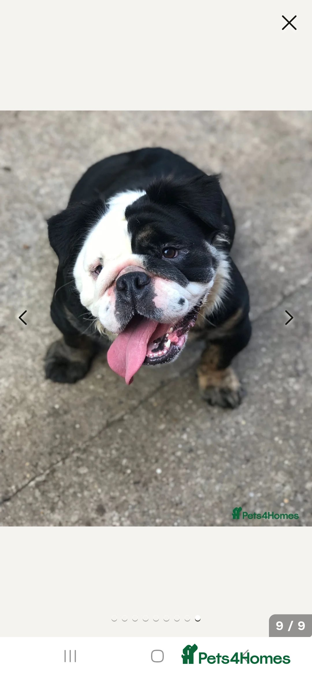 English Bulldog dogs for sale: Fluffy english bulldog female 2yrs born 2023 - Image 1